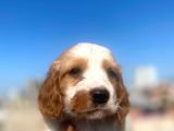 Cavalier King Charles