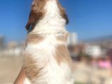 Cavalier King Charles