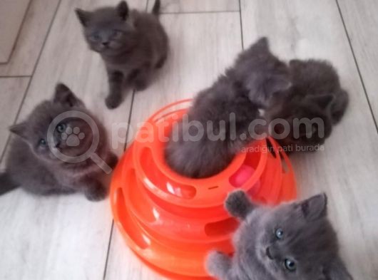 British Shorthair