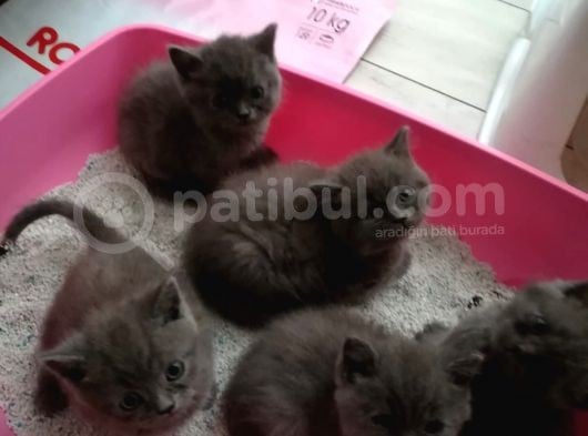 British Shorthair görsel