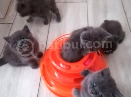 British Shorthair görsel