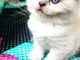 Anne Altindan Oyuncu Yavrularimiz !