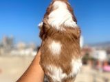 Cavalier King Charles