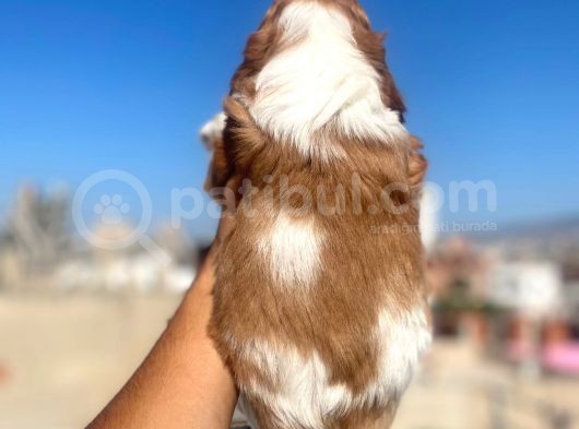Cavalier King Charles görsel