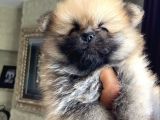 Pomeranian Yavru Ev Üretimi Dişi