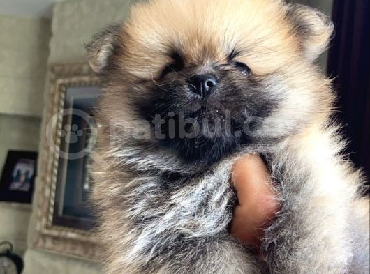Pomeranian Yavru Ev Üretimi Dişi