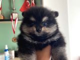 Pomeranian Dişi Yavrular