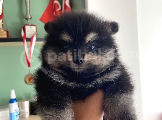 Pomeranian Dişi Yavrular