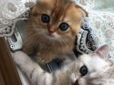 Scotish Strıght Tabby Ny22