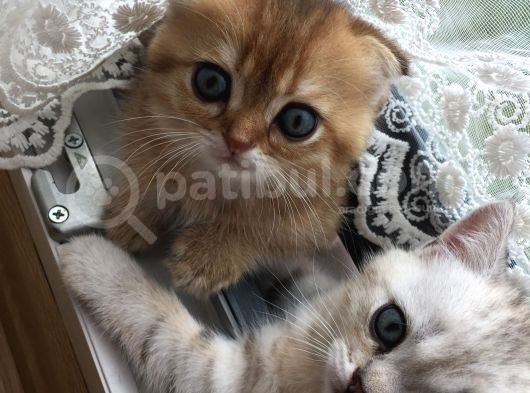 Scotish Strıght Tabby Ny22 görsel