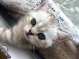 Scotish Strıght Tabby Ny22