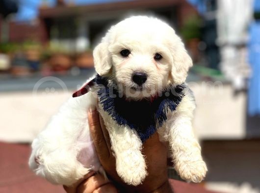 Yavru Malti̇poo görsel