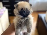 Pomeranian Yavru Ev Üretimi Dişi