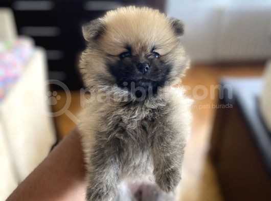 Pomeranian Yavru Ev Üretimi Dişi görsel