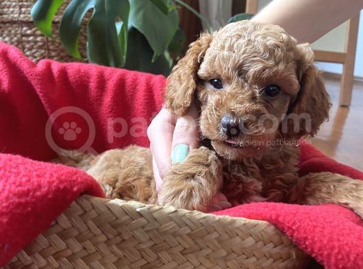 Anne Altından Sağlıklı Red Brown Toy Poodle Bebekler görsel