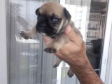 Fawn French Bulldog Yavrular Izmir