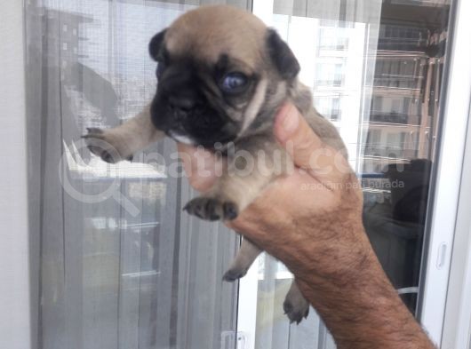 Fawn French Bulldog Yavrular Izmir