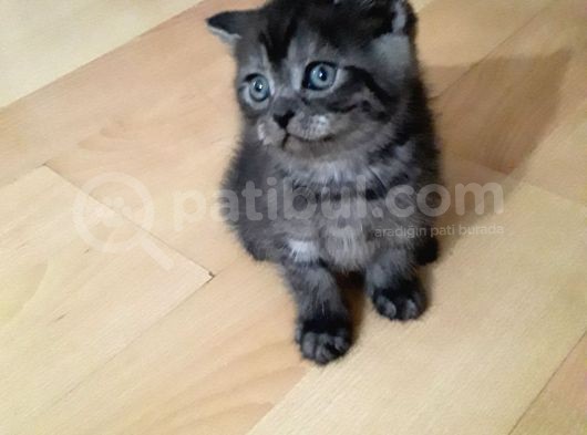 Yavrumuz Yeni Evini Ariyor görsel