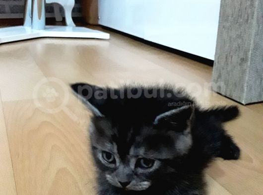 Yavrumuz Yeni Evini Ariyor görsel