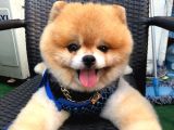 Scr Belgeli, Chipli, Irkının En Iyisi Pomeranian Boo