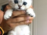 Scotish Strıght Tabby Ny22