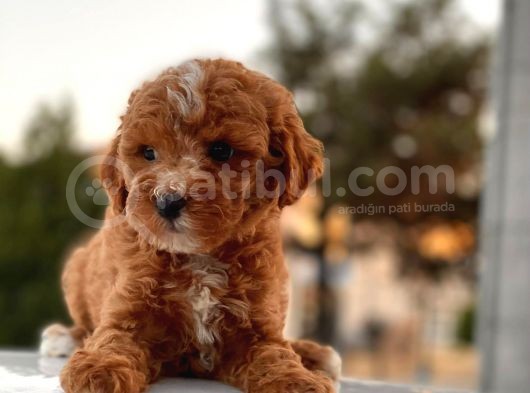 Red Brown Toy Poodle Yavrular görsel