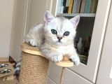 Scotish Strıght Tabby Ny22