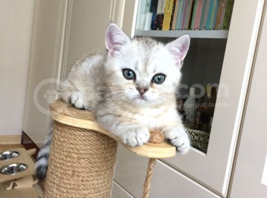 Scotish Strıght Tabby Ny22 görsel