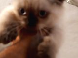 Antalya Lara Scottish Fold Son Iki Dişi Bebek