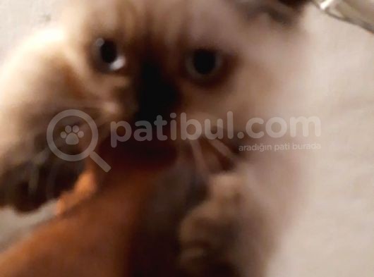Antalya Lara Scottish Fold Son Iki Dişi Bebek görsel