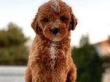 Red Brown Toy Poodle Yavrular
