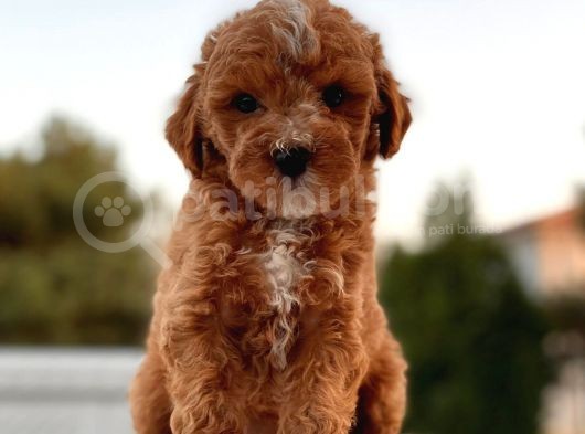 Red Brown Toy Poodle Yavrular