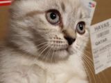 Antalya Lara Scottish Fold Son Iki Dişi Bebek