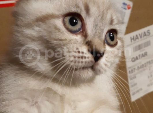 Antalya Lara Scottish Fold Son Iki Dişi Bebek görsel