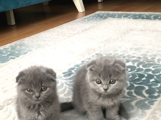 Acil Safkan Yavrular görsel