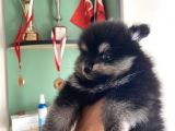 Pomeranian Dişi Yavrular