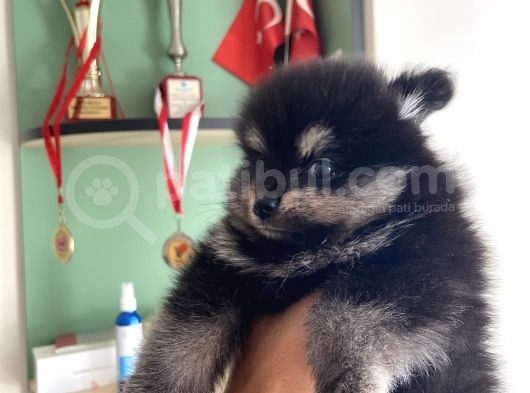 Pomeranian Dişi Yavrular görsel