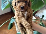 Anne Altından Sağlıklı Red Brown Toy Poodle Bebekler