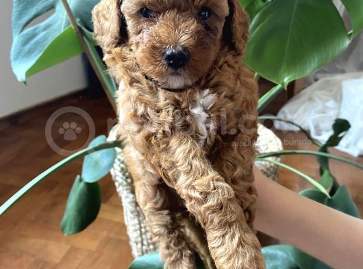 Anne Altından Sağlıklı Red Brown Toy Poodle Bebekler görsel