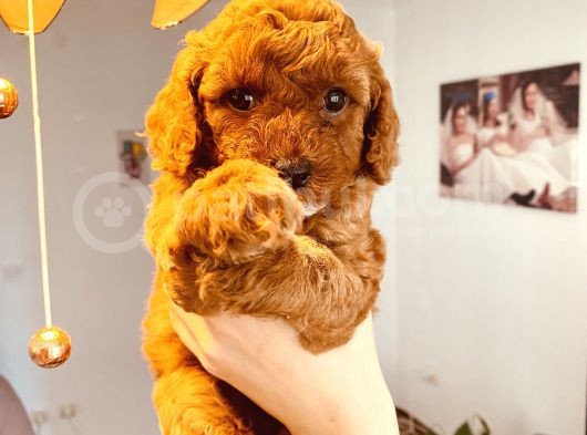 Anne Altından Sağlıklı Red Brown Toy Poodle Bebekler görsel