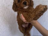 Anne Altından Sağlıklı Red Brown Toy Poodle Bebekler