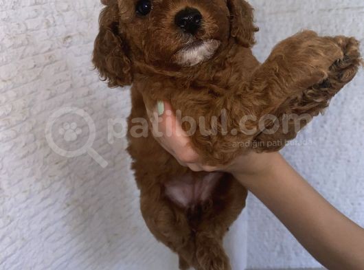 Anne Altından Sağlıklı Red Brown Toy Poodle Bebekler görsel