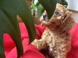 Anne Altından Sağlıklı Red Brown Toy Poodle Bebekler
