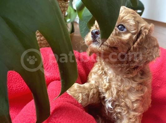 Anne Altından Sağlıklı Red Brown Toy Poodle Bebekler görsel