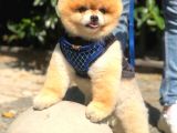 Scr Belgeli, Chipli, Irkının En Iyisi Pomeranian Boo