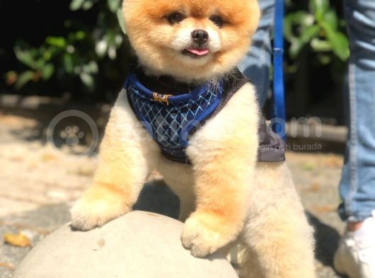 Scr Belgeli, Chipli, Irkının En Iyisi Pomeranian Boo görsel