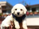 Yavru Malti̇poo