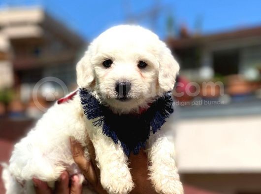 Yavru Malti̇poo