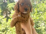 Anne Altından Sağlıklı Red Brown Toy Poodle Bebekler