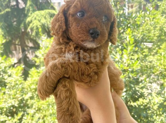 Anne Altından Sağlıklı Red Brown Toy Poodle Bebekler görsel